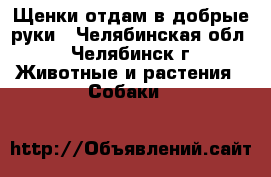 Щенки отдам в добрые руки - Челябинская обл., Челябинск г. Животные и растения » Собаки   